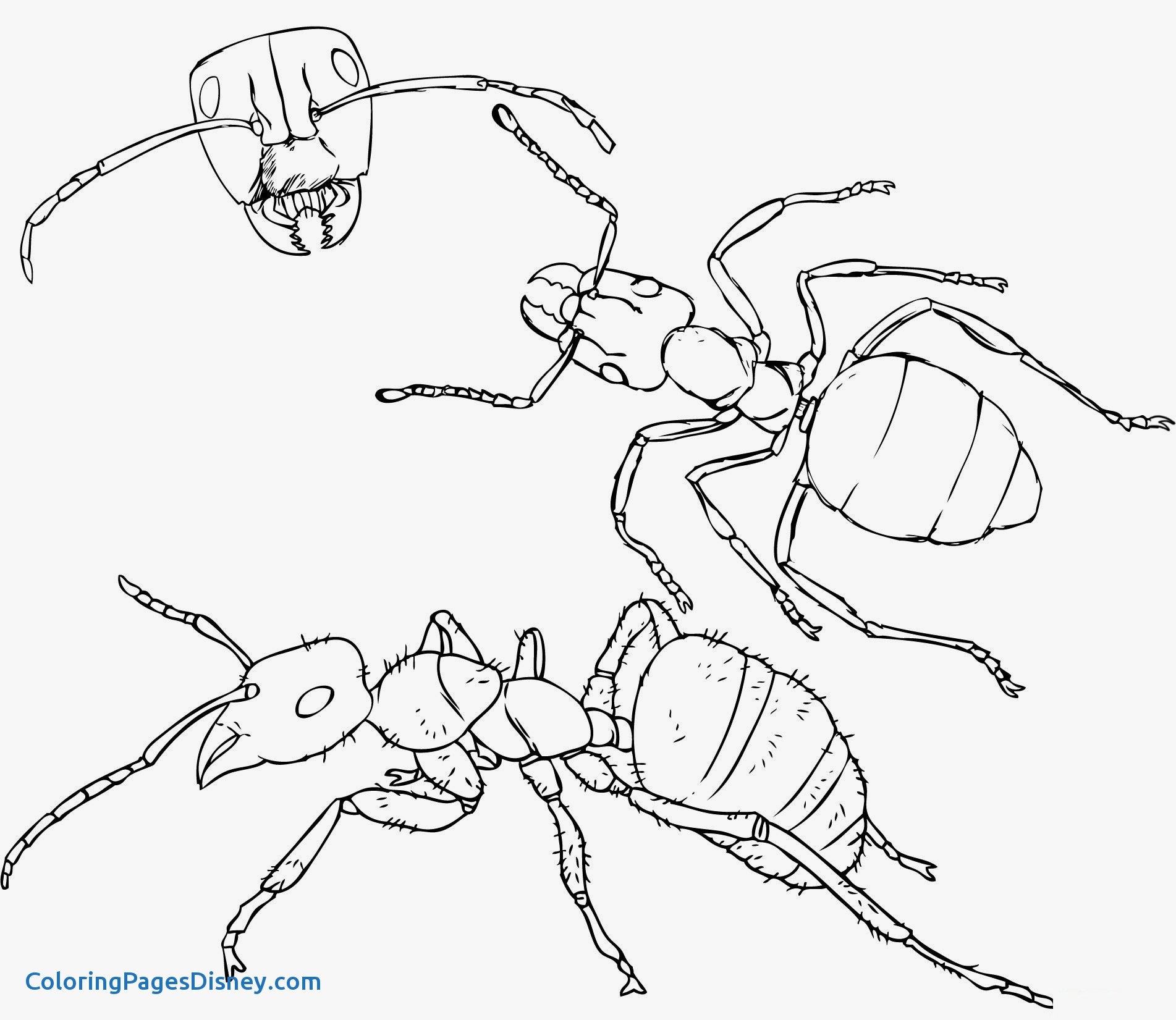 Ants Coloring Pages Inspirational Printable Ant Coloring Pages 1903x1651 Ants Coloring Pages Inspirational Printable Ant Coloring Pages
