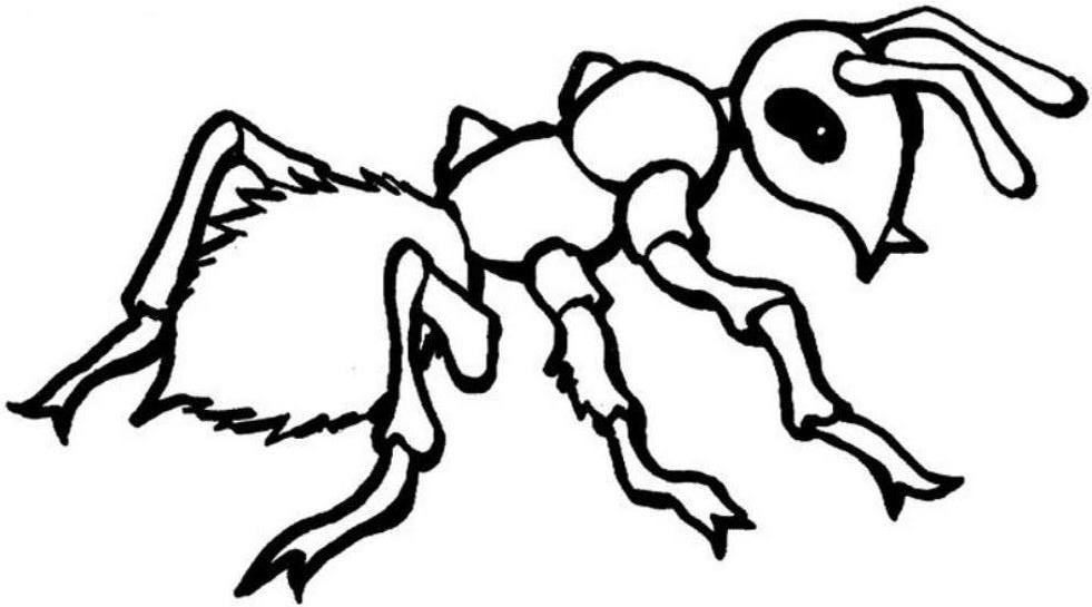Ant Coloring Page Free Printable Ant Coloring Pages For Kids Ideas 981x545 Ant Coloring Page Free Printable Ant Coloring Pages For Kids Ideas