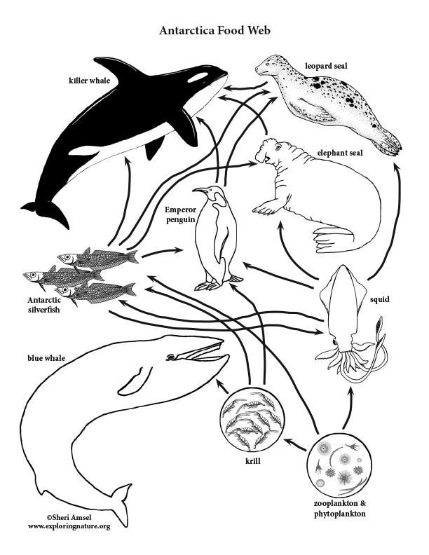 612x792 Antarctic Food Web Coloring Page