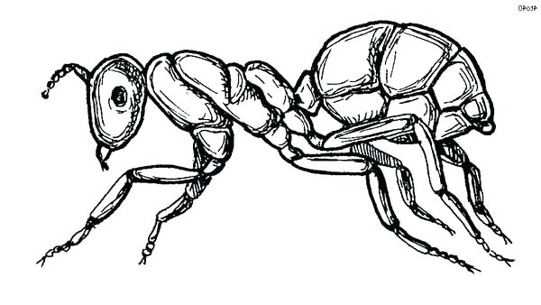600x338 Anteater Coloring Page Ant Coloring Pages Ant Sketch Of Fire Ant