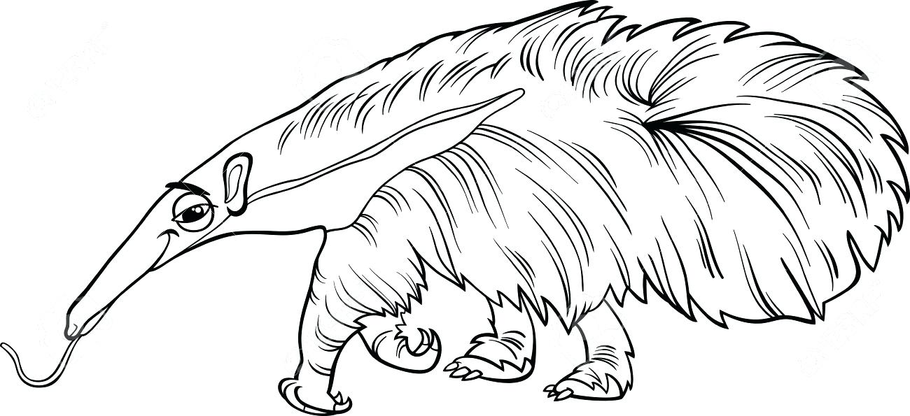 1300x595 Anteater Coloring Page Anteater Black And White 5 Anteater