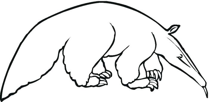 700x341 Anteater Coloring Page Anteater Coloring Lesson Coloring Pages