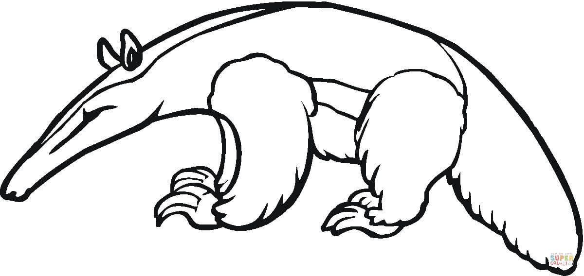 1200x568 Anteater Coloring Pages Printable