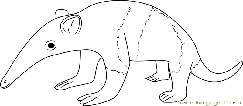 800x348 Baby Anteater Coloring Page