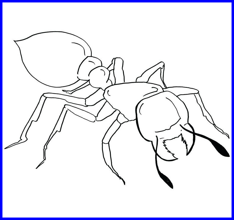 980x920 The Best Anteater Coloring To Print Draw Color Pict For Page