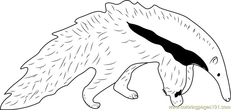 800x382 Young Giant Anteater White Black Coloring Page