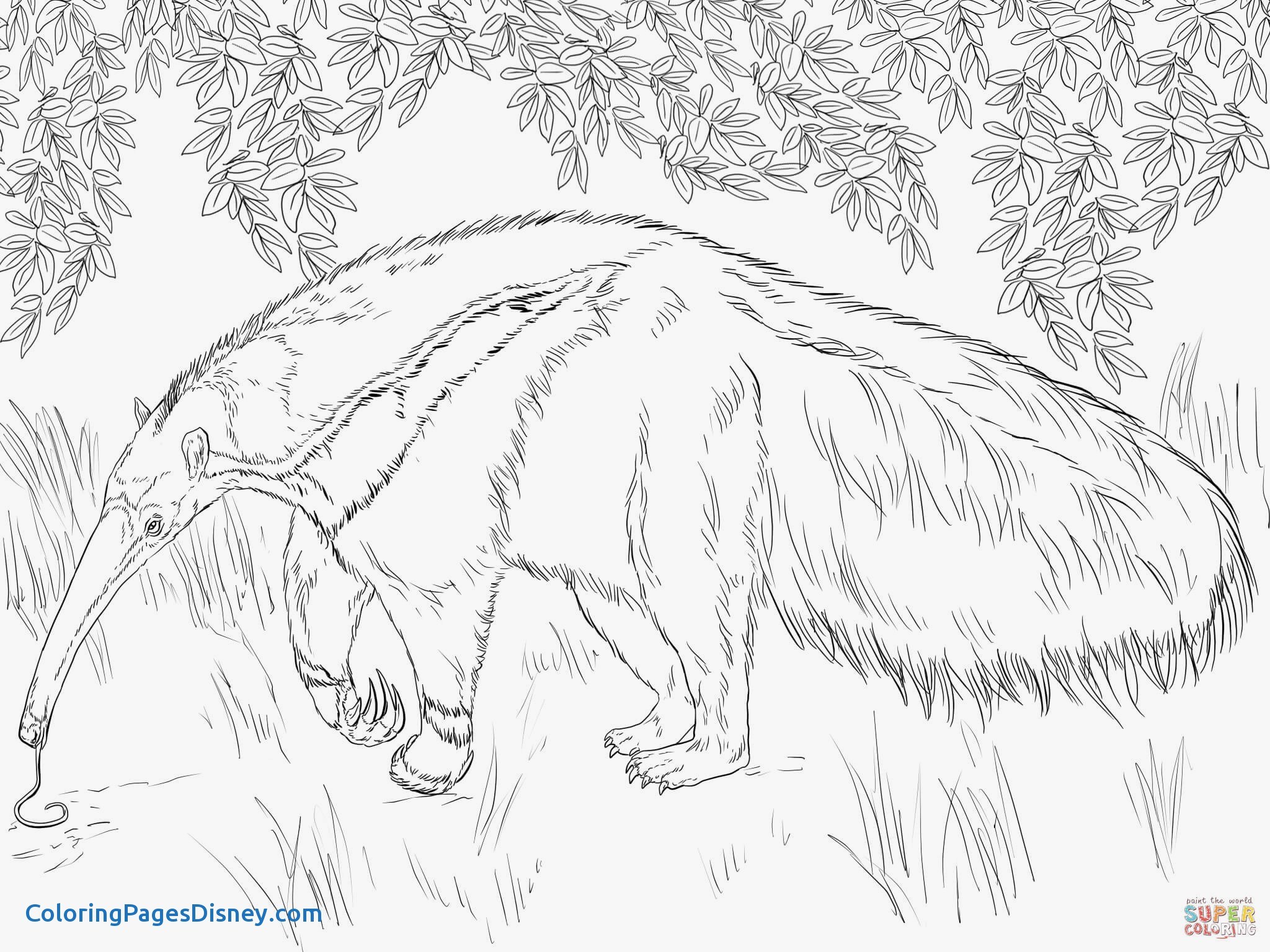 2048x1536 Anteater Coloring Pages Printable Archives
