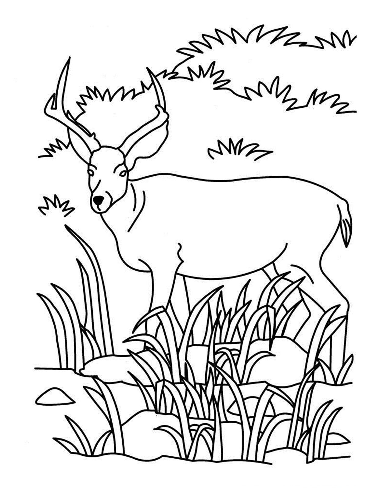Antelope Coloring Pages 1200x1600 Antelope Coloring Pages