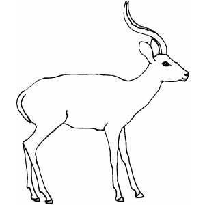 Antelope Coloring Sheet 300x300 Antelope Coloring Sheet