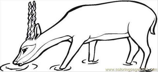 Antelope Drinks Coloring Page Coloring Page 650x297 Antelope Drinks Coloring Page Coloring Page
