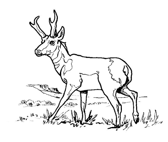 8 Best Antelope Coloring Pages Images On Animal 648x548 8 Best Antelope Coloring Pages Images On Animal