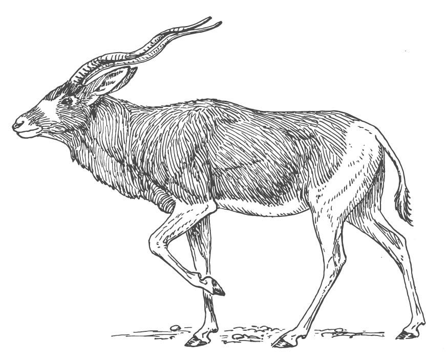 Coloring Page Antelope 875x706 Coloring Page Antelope