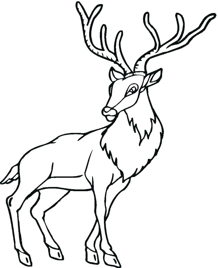 Forest Animals Coloring Pages Animal Coloring Pages Preschool 736x904 Forest Animals Coloring Pages Animal Coloring Pages Preschool