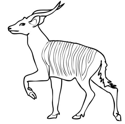 Forest Antelope Bongo From African With Funny Smile Coloring Page 480x476 Forest Antelope Bongo From African With Funny Smile Coloring Page
