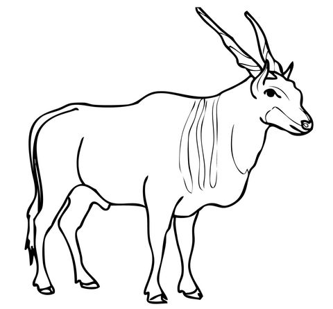 Savannah And Plains Antelope Eland Coloring Page Ethiopia In 480x445 Savannah And Plains Antelope Eland Coloring Page Ethiopia In