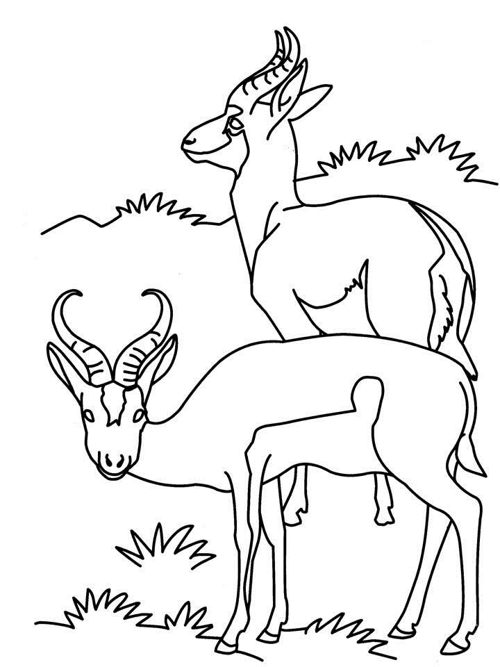 Two Antelopes Coloring Printable Page For Kids 720x960 Two Antelopes Coloring Printable Page For Kids