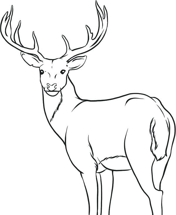 Deer Coloring Page Deer Coloring Page John Deere Coloring Pages 600x736 Deer Coloring Page Deer Coloring Page John Deere Coloring Pages