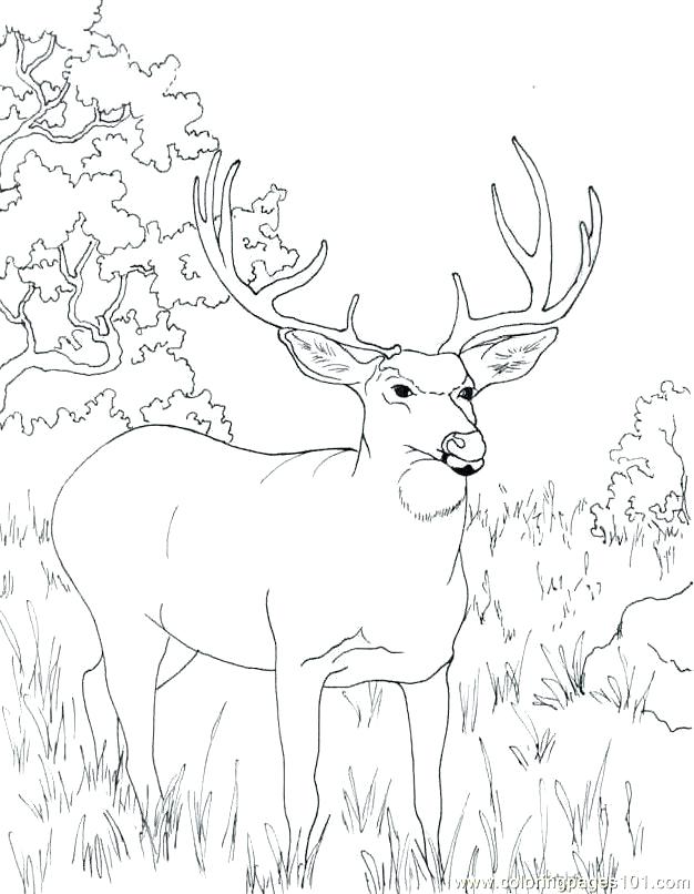 Deer Coloring Page Key Deer Coloring Pages John Coloring Pages 626x806 Deer Coloring Page Key Deer Coloring Pages John Coloring Pages