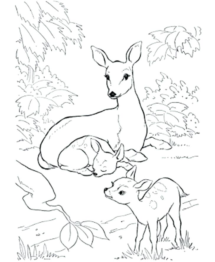 Deer Coloring Pages Coloring Pages Of Deer Coloring Pages Deer 728x890 Deer Coloring Pages Coloring Pages Of Deer Coloring Pages Deer