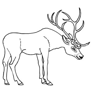 D Is For Deer Coloring Page D Is For Deer Coloring Page 300x300 D Is For Deer Coloring Page D Is For Deer Coloring Page