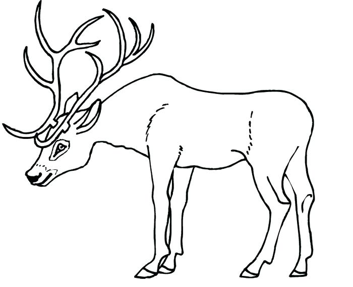Deer Antler Template Deer Antlers Coloring Page Deer Antler Mount 700x568 Deer Antler Template Deer Antlers Coloring Page Deer Antler Mount