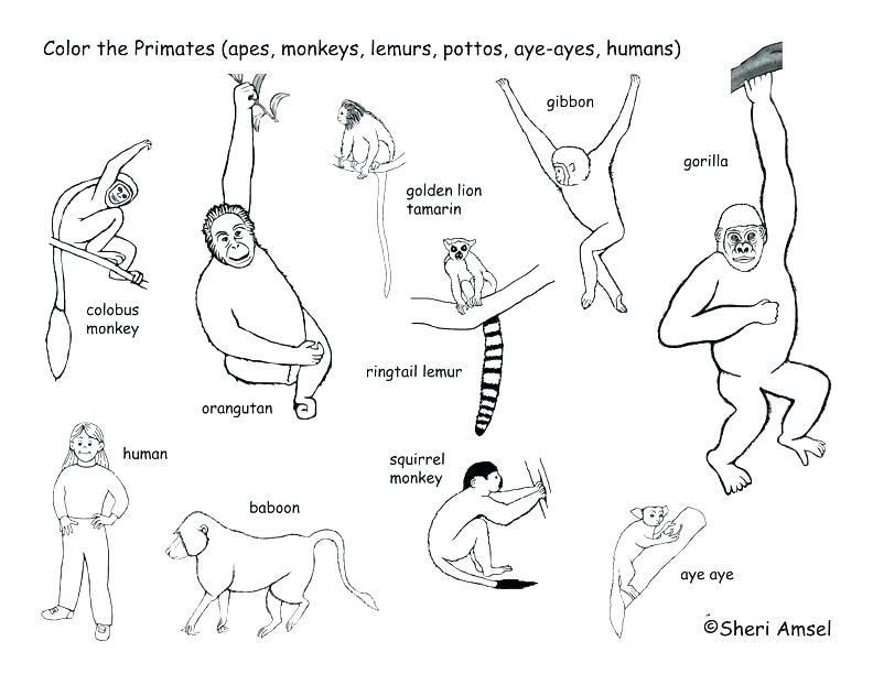 792x612 Orangutan Coloring Page Free Printable Coloring Pages Orangutan