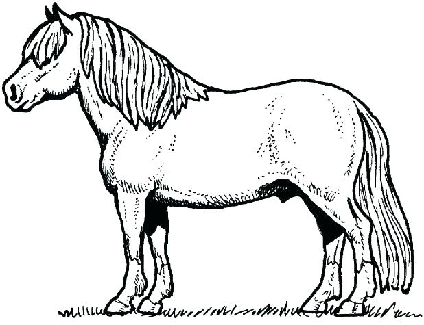 Appaloosa Horse Coloring Pages at GetColorings.com | Free printable ...