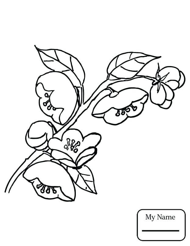624x808 Apples Coloring Pages