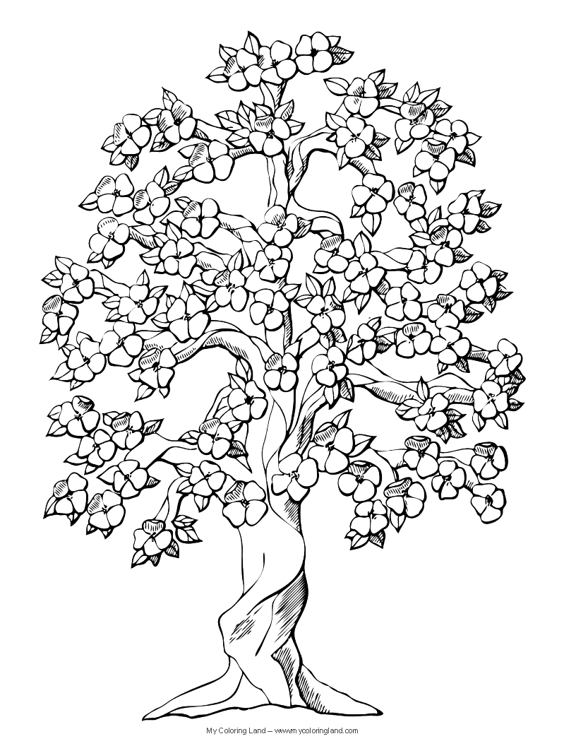 Apple Tree Coloring Page Amusing Apple Tree Coloring Page In Apple 816x1056 Apple Tree Coloring Page Amusing Apple Tree Coloring Page In Apple
