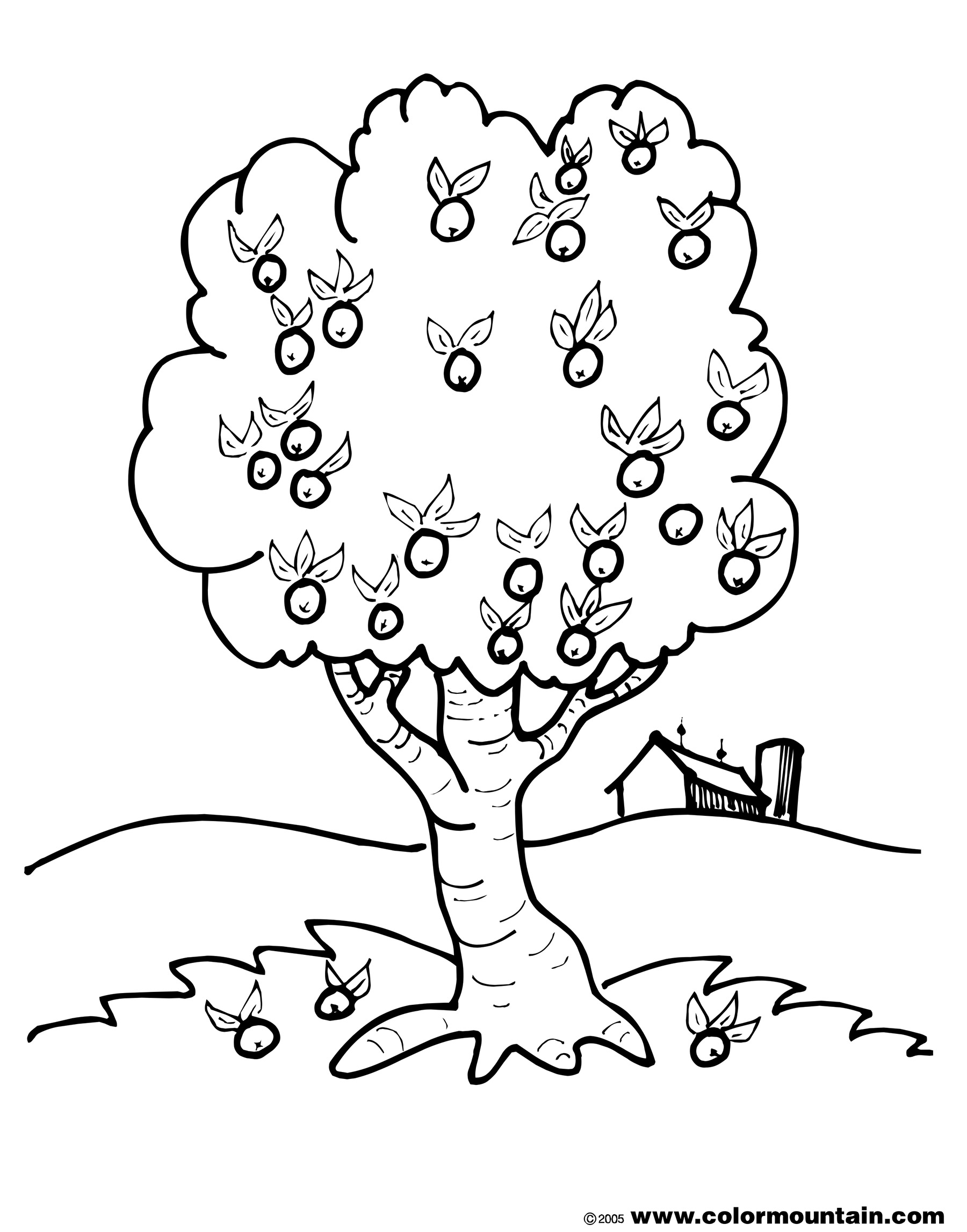 Apple Tree 1800x2294 Apple Tree