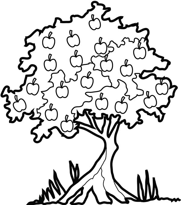 Apple Tree 600x680 Apple Tree