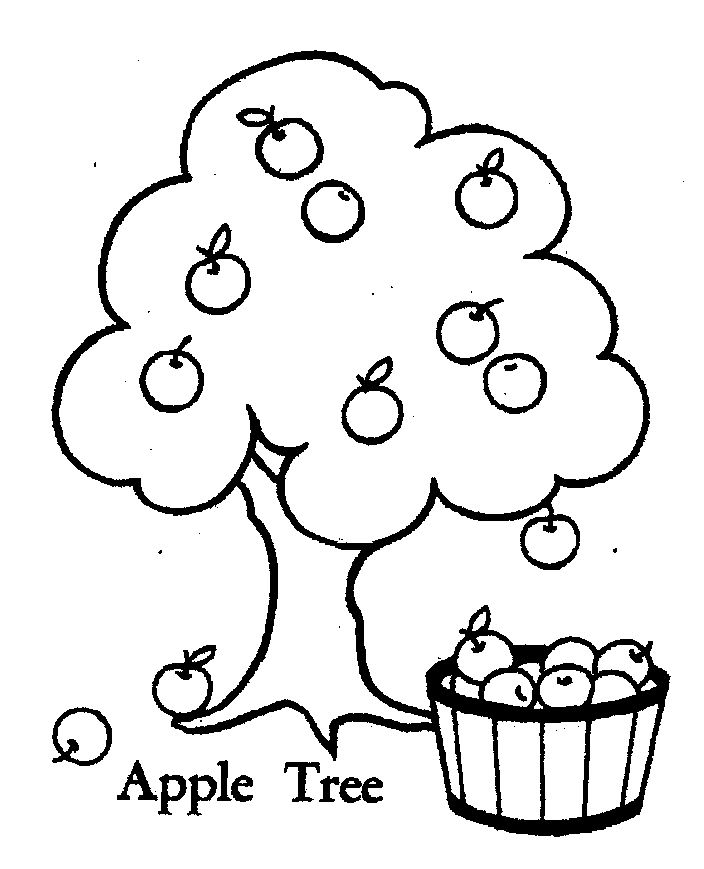 Apple Tree Coloring Sheets Apple Tree Pictures To Project 704x869 Apple Tree Coloring Sheets Apple Tree Pictures To Project