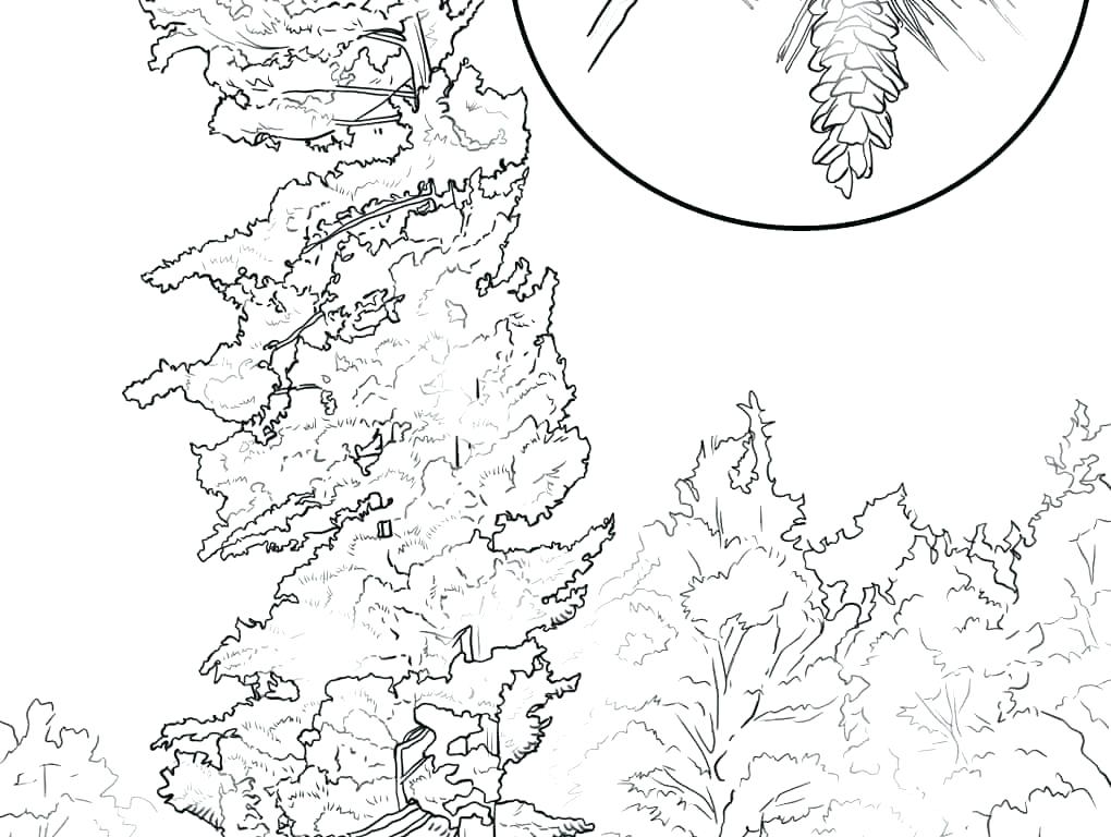 Tree Without Leaves Coloring Page Tree Without Leaves Coloring 1020x768 Tree Without Leaves Coloring Page Tree Without Leaves Coloring