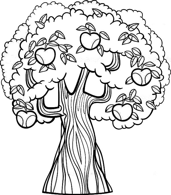 Apple Tree Coloring Page 600x684 Apple Tree Coloring Page