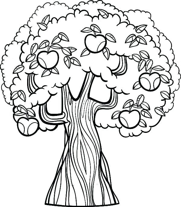600x684 Apple Tree Coloring Page Printable Coloring Image Apple Tree
