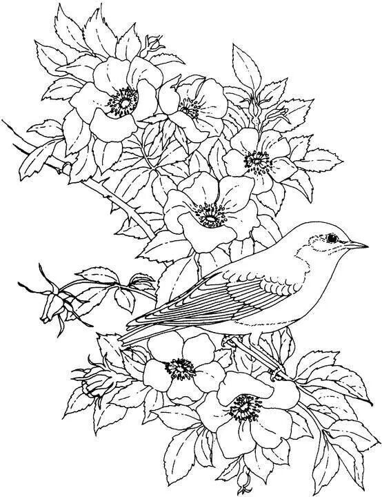 Pin By Marci Peterson On Adult Coloring Pages Adult 554x720 Pin By Marci Peterson On Adult Coloring Pages Adult