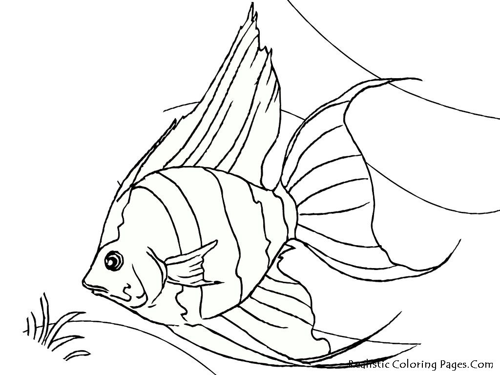 Tropical Fish Are Generally Those Fish Found In Aquatic Tropical 1024x768 Tropical Fish Are Generally Those Fish Found In Aquatic Tropical