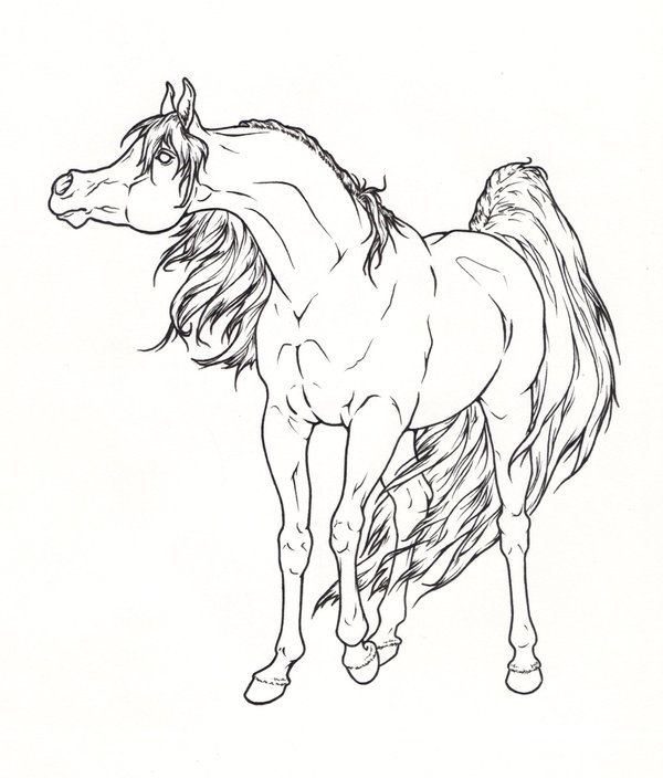 600x704 Arabian Horse Lineart By Requay On Coloring Pages