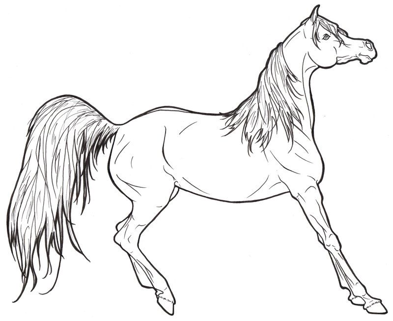 800x653 Arabian Horse Lineart By On @