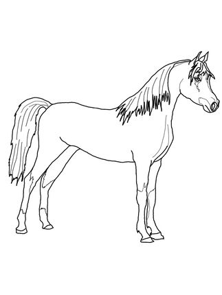 Arabian Horse Coloring Pages at GetColorings.com | Free printable ...