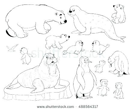 450x365 Arctic Animals Coloring Pages Arctic Fox Coloring Page Best