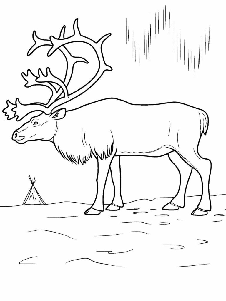 768x1024 Arctic Animal Coloring Pages Deeptown Club