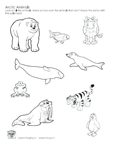 387x494 Animal Color Pages Arctic Coloring Pages Perfect Coloring Arctic