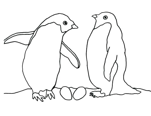 600x464 Arctic Animals Coloring Pages Free Printable Polar Bear Page