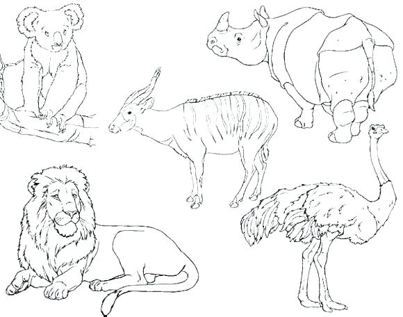580x456 Zoo Animals Coloring Pages Preschool Coloring Pages Animals Arctic