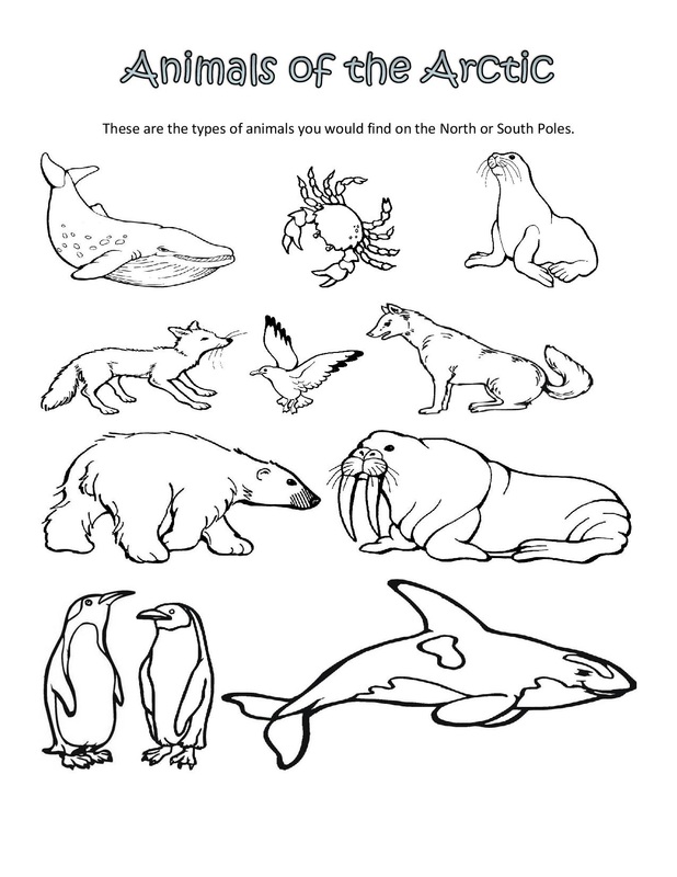 618x800 Tundra Animals Coloring Pages 18 Arctic Animal Coloring Pages Camp