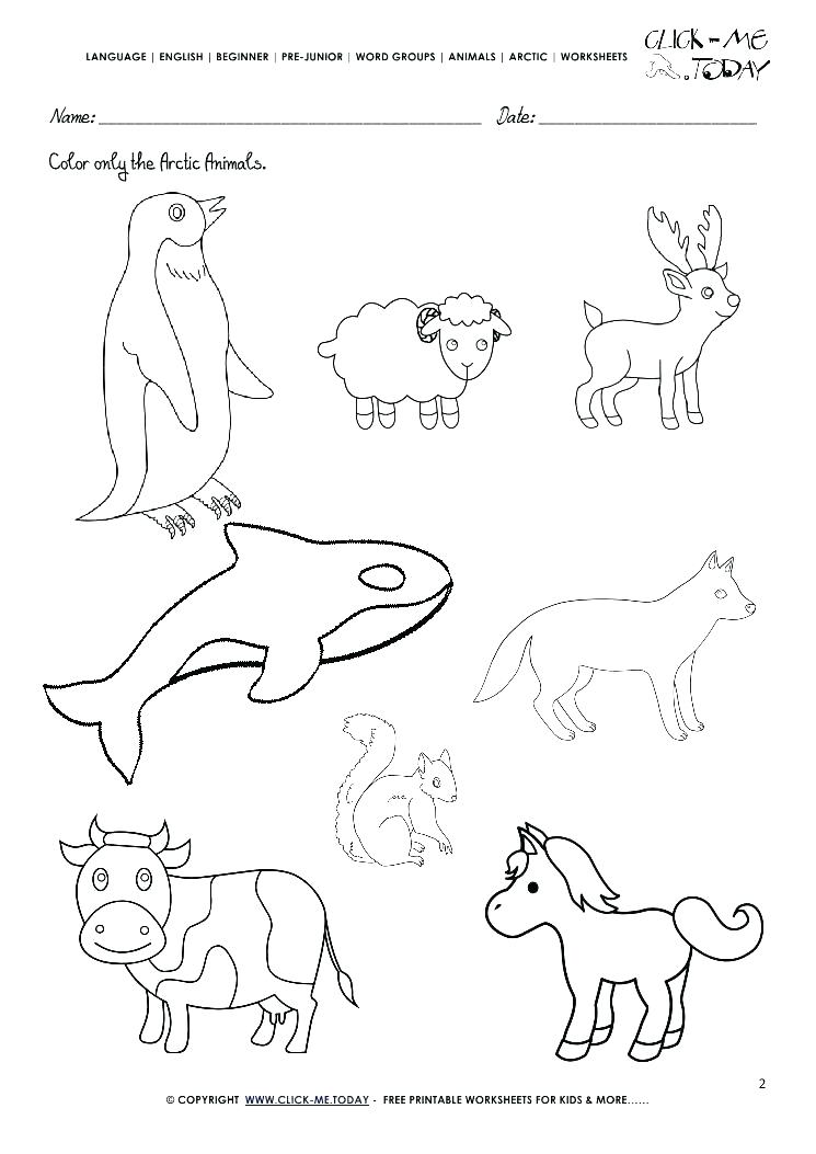 Arctic Animals Coloring Pages For Preschoolers at GetColorings.com