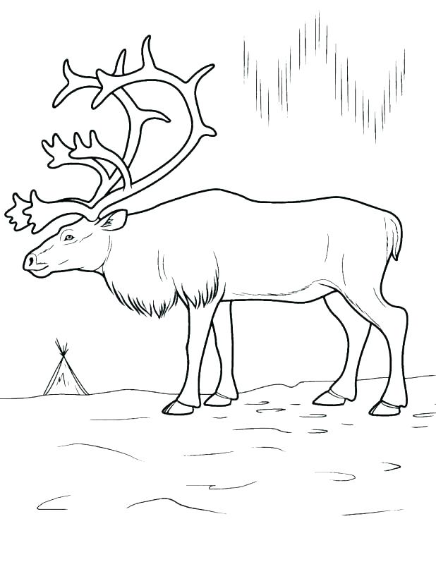 Arctic Coloring Pages Arctic Fox Coloring Page Arctic Fox 1 Animal 618x824 Arctic Coloring Pages Arctic Fox Coloring Page Arctic Fox 1 Animal