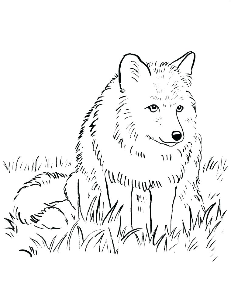 Arctic Fox Coloring Page Printable Fox Coloring Pages Arctic 760x985 Arctic Fox Coloring Page Printable Fox Coloring Pages Arctic