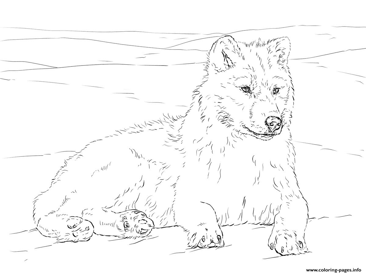 Arctic Wolf Coloring Pages Printable Showy Acpra 1199x899 Arctic Wolf Coloring Pages Printable Showy Acpra